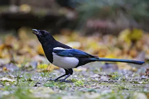 Eurasian Magpie (Pica pica), Bavaria