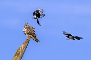 Two Eurasian magpies (Pica pica) in flight harassing
