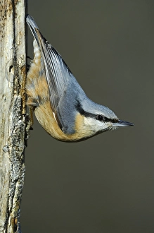 Eurasian Nuthatch (Sitta europaea)