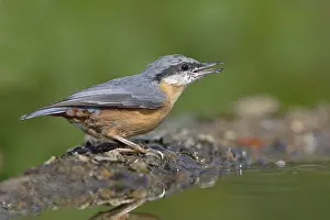 Eurasian nuthatch (Sitta europaea)