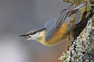 Eurasian Nuthatch (Sitta europaea)