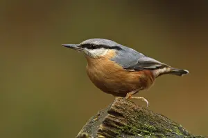 Eurasian Nuthatch (Sitta europaea)