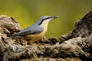 Eurasian nuthatch (Sitta europaea)