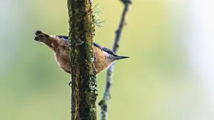 Eurasian Nuthatch (Sitta europaea)