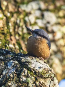 Eurasian Nuthatch (Sitta europaea)