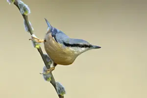 Eurasian nuthatch (Sitta europaea)