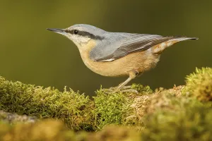 Eurasian Nuthatch (Sitta europaea)