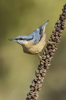 Eurasian Nuthatch (Sitta europaea)