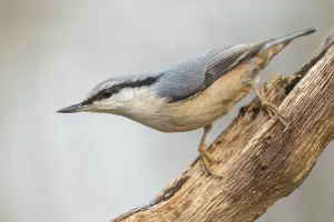Eurasian Nuthatch Sitta europaea in the autumn