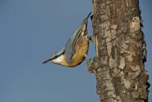 Framed Print : Eurasian Nuthatch (Sitta europaea) climbing down a tree