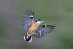 Eurasian nuthatch (Sitta europaea) in flight