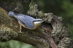 Eurasian nuthatch (Sitta europaea) foraging on tree trunk in forest