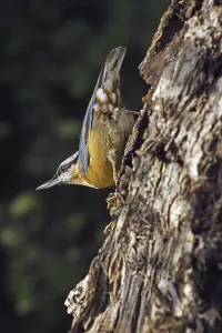 Eurasian nuthatch (Sitta europaea) foraging on tree trunk in forest