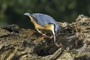Eurasian nuthatch (Sitta europaea) foraging on tree trunk in forest