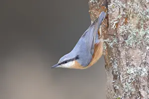 Eurasian nuthatch (Sitta europaea) hanging upside down from a lichen-covered tree trunk