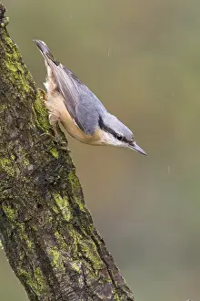 Eurasian Nuthatch (Sitta europaea) perched on a tree trunk