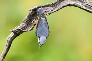 Eurasian nuthatch (Sitta europaea) sitting on an old wooden branch at a swamp