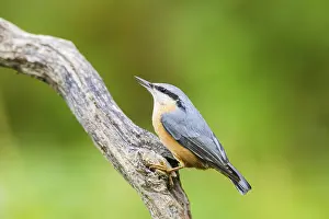Eurasian nuthatch (Sitta europaea) sitting on an old wooden branch at a swamp