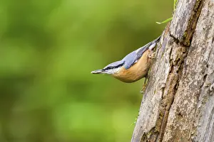 Eurasian nuthatch (Sitta europaea) sitting on an old wrotten tree trunk at a swamp