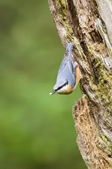 Eurasian nuthatch (Sitta europaea) sitting on an old wrotten tree trunk at a swamp