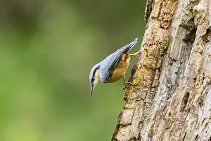 Eurasian nuthatch (Sitta europaea) sitting on an old wrotten tree trunk at a swamp
