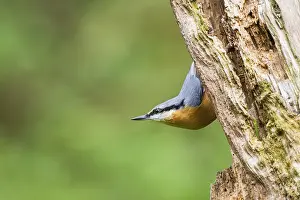 Eurasian nuthatch (Sitta europaea) sitting on an old wrotten tree trunk at a swamp