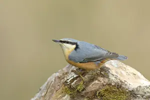 Eurasian nuthatch (Sitta europaea) sitting on a tree root