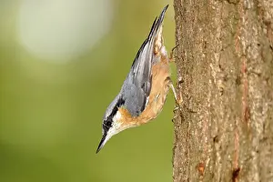 Eurasian nuthatch (Sitta europaea) on a tree trunk