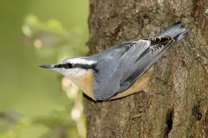 Eurasian nuthatch (Sitta europaea) on a tree trunk
