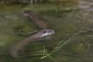 Eurasian Otter or Common Otter (Lutra lutra)