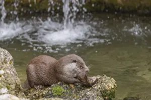 One Eurasian otter (Lutra lutra)