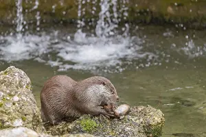 One Eurasian otter (Lutra lutra)