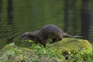 One Eurasian otter (Lutra lutra)
