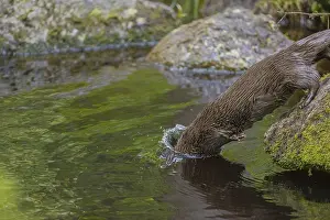 One Eurasian otter (Lutra lutra)