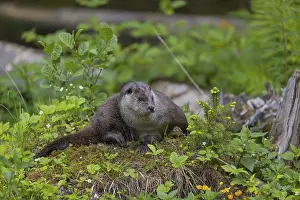 One Eurasian otter (Lutra lutra)