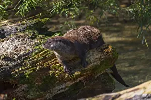 One Eurasian otter (Lutra lutra)