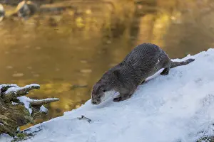 One Eurasian otter (Lutra lutra)