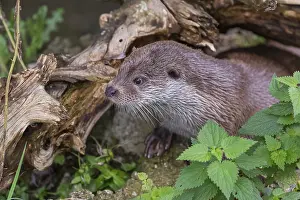 One Eurasian otter (Lutra lutra)