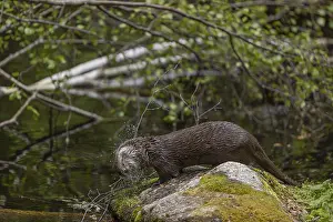 One Eurasian otter (Lutra lutra)