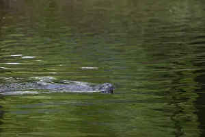One Eurasian otter (Lutra lutra)