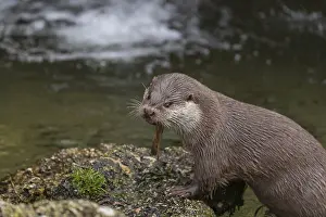 One Eurasian otter (Lutra lutra)