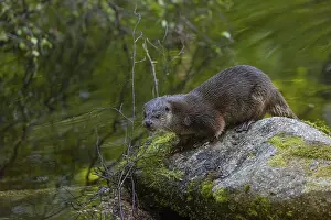One Eurasian otter (Lutra lutra)