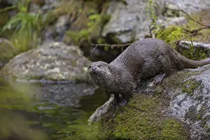One Eurasian otter (Lutra lutra)