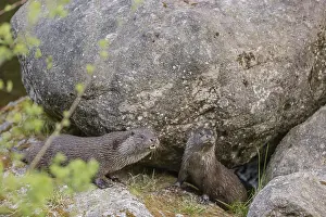 Two Eurasian otter (Lutra lutra)