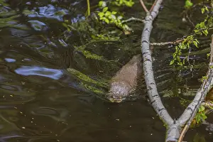 One Eurasian otter (Lutra lutra)