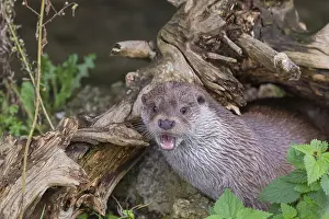 One Eurasian otter (Lutra lutra)