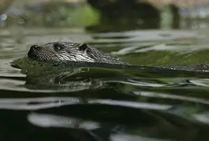 Eurasian Otter (Lutra lutra)