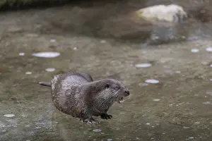 One Eurasian otter (Lutra lutra)