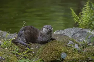 One Eurasian otter (Lutra lutra)