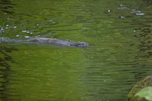 One Eurasian otter (Lutra lutra)